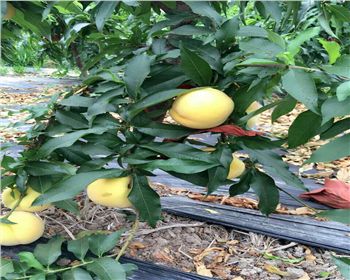 如何提高桃樹苗的成活率？